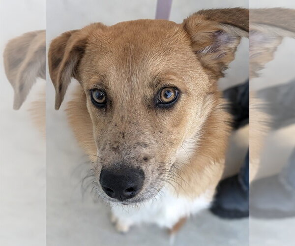 Medium Photo #2 Mutt Puppy For Sale in Salinas, CA, USA