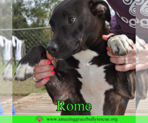 Labrador Retriever-Unknown Mix Dogs for adoption in Pensacola, FL, USA