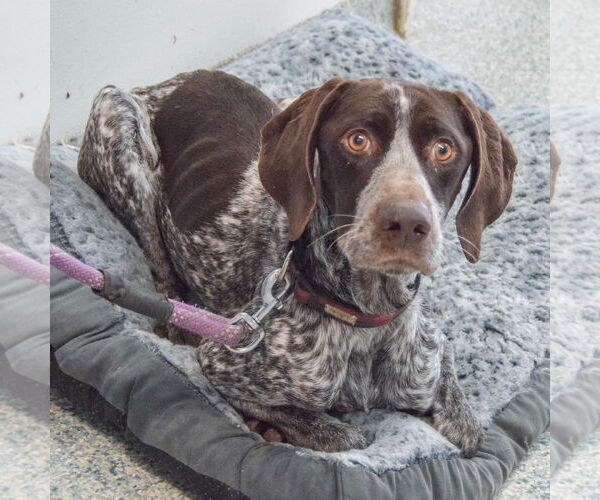 Medium Photo #5 German Shorthaired Pointer Puppy For Sale in Huntley, IL, USA