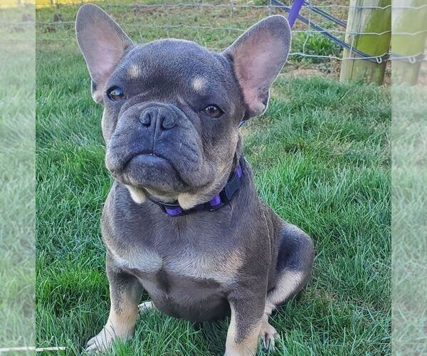Medium Photo #1 French Bulldog Puppy For Sale in GORDONVILLE, PA, USA