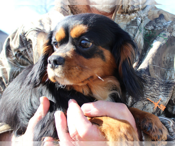 Medium Photo #1 Cavalier King Charles Spaniel Puppy For Sale in CHANUTE, KS, USA