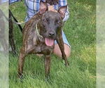 Small #6 American Staffordshire Terrier-Boxer Mix