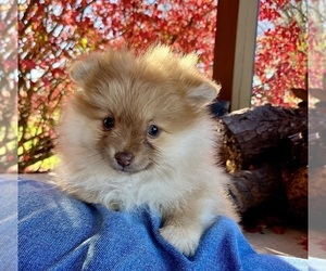 Pomeranian Puppy for sale in FRANKLIN, IN, USA