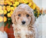 Lydell - Male Poodle (Miniature) Puppy for Sale - Photo #2