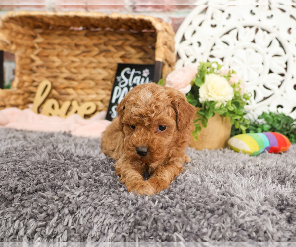 Medium Photo #4 Goldendoodle Puppy For Sale in SYRACUSE, IN, USA