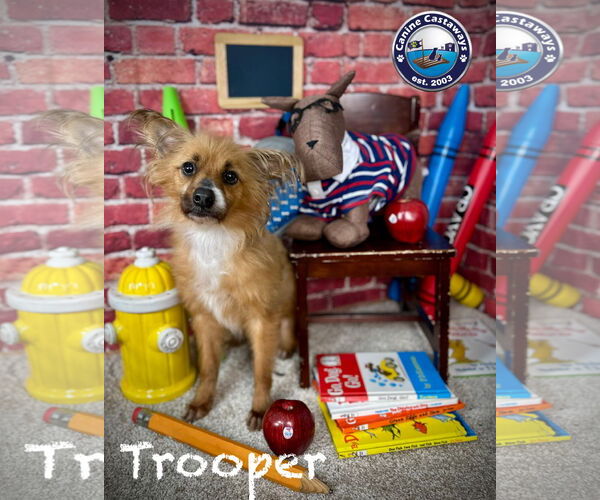 Medium Photo #3 Paperanian Puppy For Sale in Arcadia, FL, USA