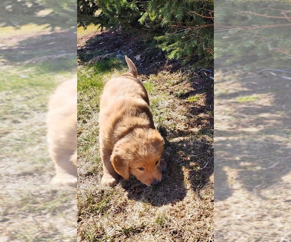 Medium Photo #5 Golden Retriever Puppy For Sale in GREENWOOD, WI, USA