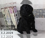 Puppy Ms Green German Shorthaired Pointer