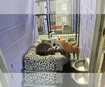 Small #6 American Pit Bull Terrier Mix