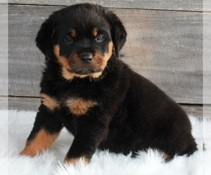 Rottweiler Puppy for sale in FREDERICKSBURG, OH, USA