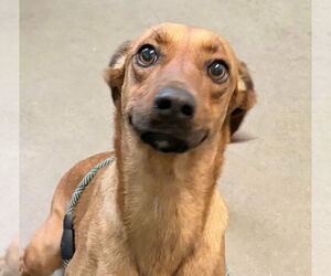 Dachshund-Rhodesian Ridgeback Mix Dogs for adoption in Oakhurst, NJ, USA