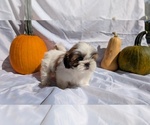 Small Photo #9 Shih Tzu Puppy For Sale in GOSHEN, IN, USA