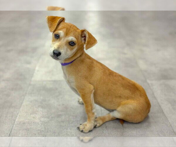 Medium Photo #2 Chiweenie Puppy For Sale in PIPE CREEK, TX, USA