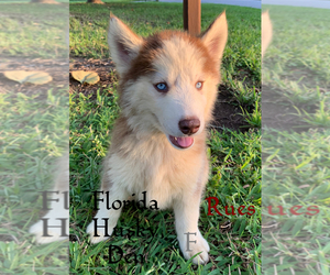 Siberian Husky Puppy for sale in NEW PORT RICHEY, FL, USA