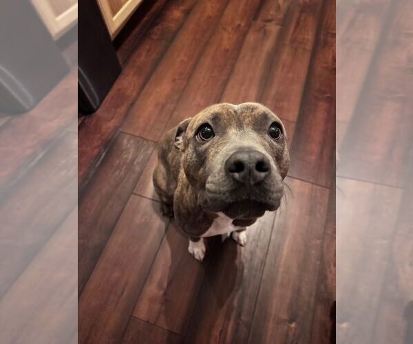 Medium Photo #5 American Pit Bull Terrier-Unknown Mix Puppy For Sale in Fort Collins, CO, USA