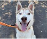 Small Siberian Husky