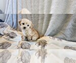Puppy 3 Havashire-Shih-Poo Mix