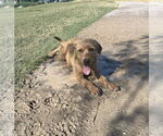 Small #4 Golden Retriever Mix