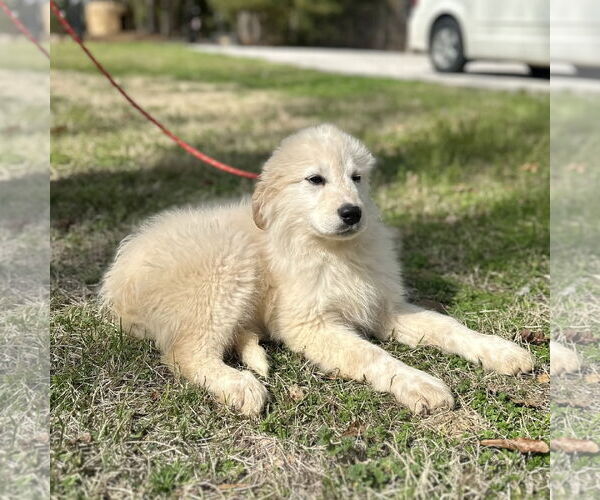 Medium Photo #2 Great Pyrenees-Unknown Mix Puppy For Sale in Yardley, PA, USA