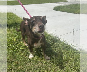 Dachshund-Unknown Mix Dogs for adoption in Ocala, FL, USA
