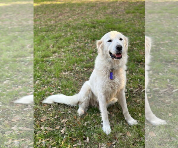 Medium Photo #4 Great Pyrenees Puppy For Sale in Spring, TX, USA
