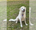 Small #3 Great Pyrenees