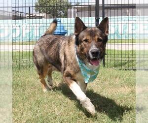 Akita-Unknown Mix Dogs for adoption in San Antonio, TX, USA