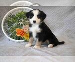 Puppy 4 Cavalier King Charles Spaniel-Miniature Australian Shepherd Mix