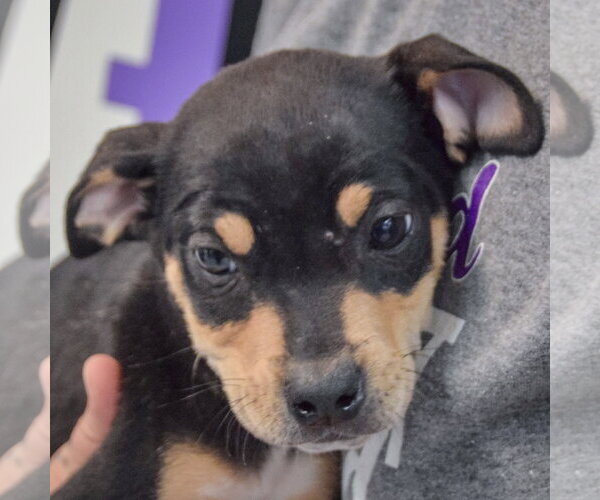 Medium Photo #2 Jack Russell Terrier-Unknown Mix Puppy For Sale in Huntley, IL, USA