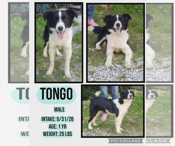 Medium Photo #3 Border Collie Puppy For Sale in Bloomingdale, NJ, USA
