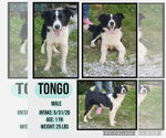 Small #2 Border Collie