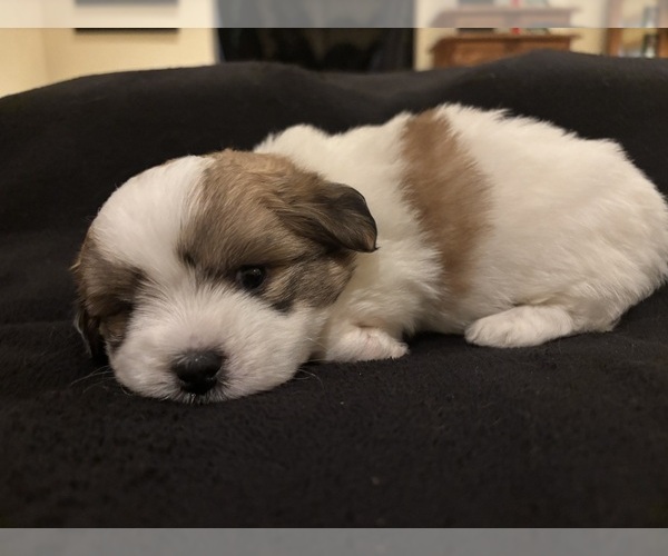 Medium Photo #10 Coton de Tulear Puppy For Sale in BIG RAPIDS, MI, USA