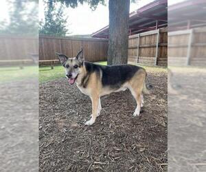 German Shepherd Dog Dogs for adoption in Plano, TX, USA