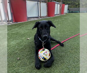 Labrador Retriever-Unknown Mix Dogs for adoption in San Francisco, CA, USA