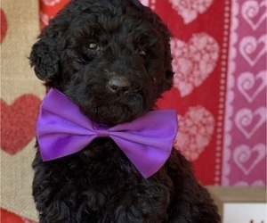 Goldendoodle Puppy for sale in LANCASTER, PA, USA