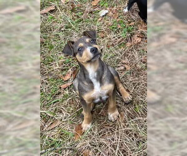 Medium Photo #1 American Pit Bull Terrier-Unknown Mix Puppy For Sale in Slidell, LA, USA