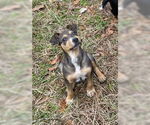Small American Pit Bull Terrier Mix