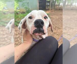 Lillian (GA) - Female Labrador Retriever-Unknown Mix Dog for Adoption - Photo #2