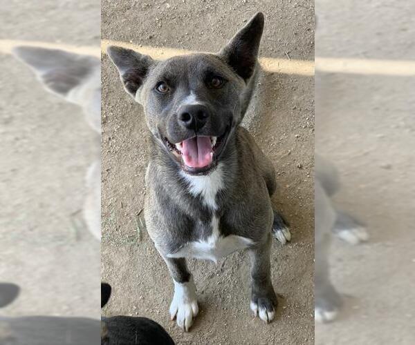 Medium Photo #1 Australian Kelpie-Unknown Mix Puppy For Sale in Riverside, CA, USA