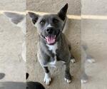 Small Australian Kelpie Mix