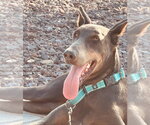 Small #6 Doberman Pinscher