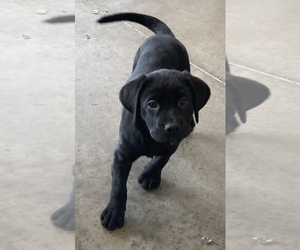 Labrador Retriever Puppy for Sale in FORT WAYNE, Indiana USA