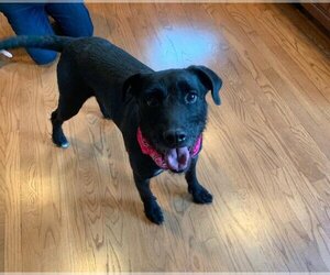 Shadow - Female Labrador Retriever-Unknown Mix Dog for Adoption - Photo #2
