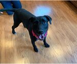 Small #1 Labrador Retriever Mix