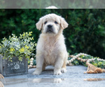 Puppy Bella English Cream Golden Retriever
