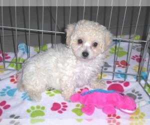 Poochon Puppy for sale in ORO VALLEY, AZ, USA