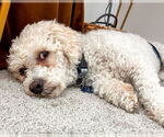 Small #4 Bichon Frise Mix