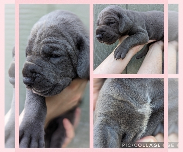 Medium Photo #2 Great Dane Puppy For Sale in GREENVILLE, NC, USA