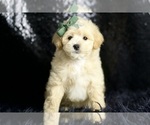 Small #2 Maltipoo