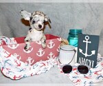 Puppy Rex Chihuahua